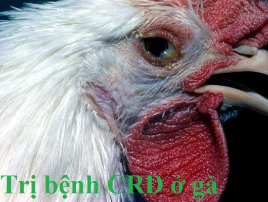 trị bệnh CRD ở gà
