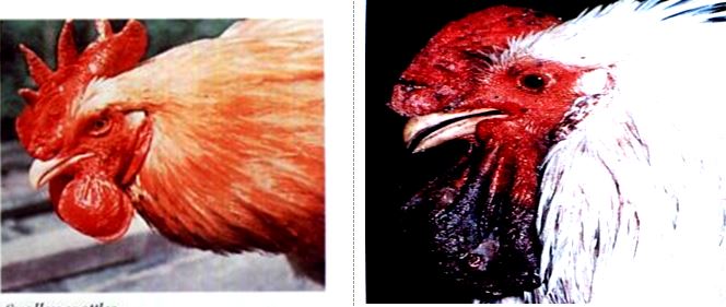Bệnh tụ huyết trùng ở gà