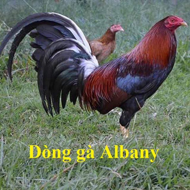 gà albany