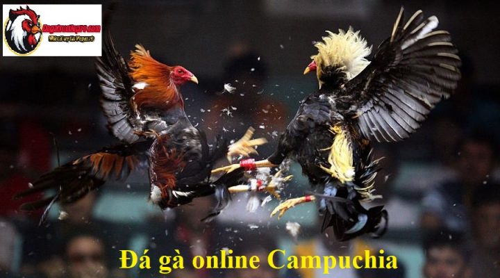 đá gà online Campuchia