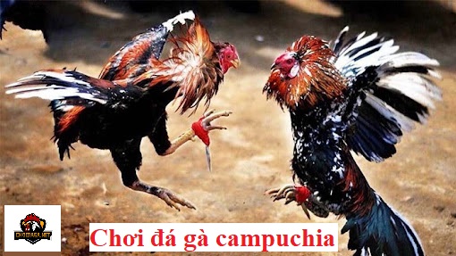 Chơi đá gà Campuchia