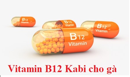 Vitamin B12 Kabi cho gà